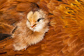 BRD 10 KH0017 01
Leghorn Chick Laying In Mother's Wing For Warmth France
