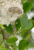 BRD 10 WF0001 01
Two European Penduline Tit Chicks Peeking Out Of Nest