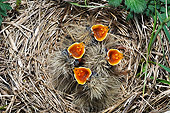 BRD 10 WF0002 01
Skylark Chicks Begging In Nest