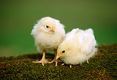 BRD 10 GR0003 02
Two Domestic Baby Chicks On Moss