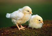 BRD 10 GR0005 01
Two Chicks Standing And Sitting On Mossy Log