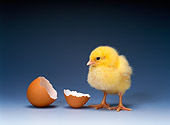 BRD 10 KH0001 01
Chick Standing By Broken Eggshell
