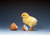 BRD 10 KH0002 01
Chick Standing By Broken Eggshell