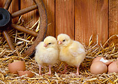 BRD 10 KH0005 01
Two Chicks Standing In Straw By Eggs And Eggshells