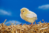 BRD 10 RK0005 02
Chick Standing On Hay