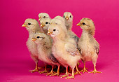 BRD 10 RK0008 07
Flock Of Chicks On Pink Seamless