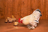 BRD 10 RK0009 02
Hen With Chicks Eating