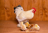 BRD 10 RK0009 20
Hen With Chicks Eating