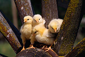 BRD 10 RK0010 04
Four Chicks Standing On Wagon Wheel