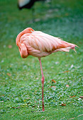 BRD 11 GL0001 01
Greater Flamingo Sleeping On Grass