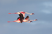 BRD 11 GL0002 01
Lesser Flamingos Flying Over Nakuru Lake, Kenya