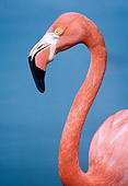 BRD 11 GR0002 01
Head Shot Of American Flamingo