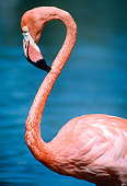 BRD 11 GR0003 01
Close-Up Of American Flamingo By Water
