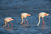 BRD 11 KH0001 01
Flamingos Standing In Shallow Water With Heads Dunked