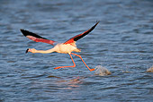 BRD 11 KH0002 01
Flamingo Taking Off From Water