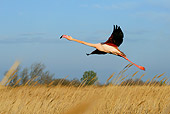 BRD 11 KH0003 01
Flamingo Taking Off From Field