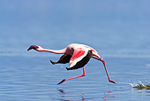 BRD 11 MC0001 01
Lesser Flamingo Gliding Along Water Kenya