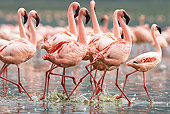 BRD 11 MC0002 01
Flock Of Lesser Flamingos Walking Through Water Kenya
