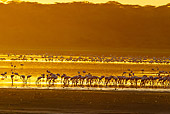 BRD 11 MC0003 01
Group Of Lesser Flamingo Walking And Feeding In Lake At Dusk Tanzania