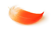 BRD 11 MH0001 01
Flamingo Feather On White Seamless