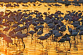 BRD 11 MH0002 01
Greater And Lesser Flamingos Standing In Lake At Sunset