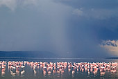 BRD 11 MH0003 01
Greater And Lesser Flamingos Standing In Lake