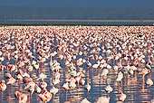 BRD 11 MH0004 01
Greater And Lesser Flamingos Standing In Lake