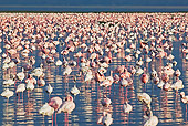 BRD 11 MH0005 01
Greater And Lesser Flamingos Standing In Lake