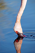 BRD 11 MH0006 01
Close Up Of Lesser Flamingo Putting Head In Lake