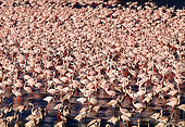BRD 11 MH0014 01
Flock Of Lesser Flamingos Standing In Water