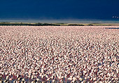 BRD 11 MH0015 01
Flock Of Lesser Flamingos Standing In Water