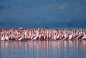 BRD 11 MH0016 01
Flock Of Lesser Flamingos Standing In Water
