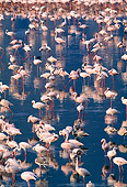 BRD 11 MH0017 01
Flock Of Lesser Flamingos Standing In Water