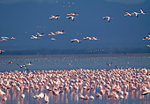 BRD 11 MH0018 01
Flock Of Lesser Flamingos Standing In And Flying Above Water