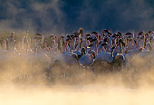 BRD 11 MH0019 01
Flock Of Lesser Flamingos Standing In Mist