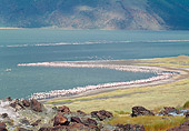 BRD 11 MH0020 01
Flock Of Lesser Flamingos Standing On Beach
