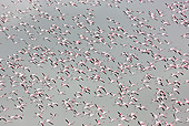 BRD 11 MH0023 01
Flock Of Lesser Flamingo Flying Over Lake Magadi Kenya