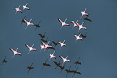 BRD 11 MH0024 01
Flock Of Lesser Flamingo Flying Over Lake Magadi Kenya