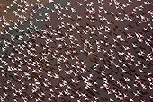 BRD 11 MH0025 01
Flock Of Lesser Flamingo Flying Over Lake Magadi Kenya