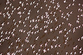 BRD 11 MH0026 01
Flock Of Lesser Flamingo Flying Over Lake Magadi Kenya