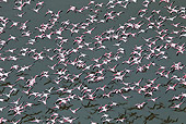 BRD 11 MH0027 01
Flock Of Lesser Flamingo Flying Over Lake Magadi Kenya