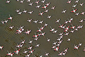 BRD 11 MH0028 01
Flock Of Lesser Flamingo Flying Over Lake Magadi Kenya
