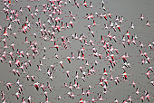 BRD 11 MH0029 01
Flock Of Lesser Flamingo Flying Over Lake Magadi Kenya
