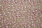 BRD 11 MH0031 01
Flock Of Lesser Flamingo Flying Over Lake Magadi Kenya