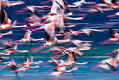 BRD 11 MH0033 01
Flock Of Lesser Flamingo Flying Over Lake Bogoria Kenya