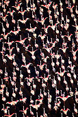 BRD 11 MH0034 01
Flock Of Lesser Flamingo Flying Over Lake Bogoria Kenya
