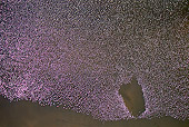 BRD 11 MH0035 01
Aerial View Of Lesser Flamingo Flying Over Lake Bogoria Kenya