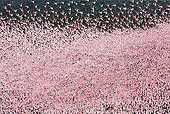 BRD 11 MH0036 01
Aerial View Of Lesser Flamingo Flying Over Lake Bogoria Kenya