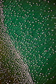 BRD 11 MH0037 01
Aerial View Of Lesser Flamingo Flying Over Lake Bogoria Kenya
