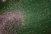 BRD 11 MH0039 01
Aerial View Of Lesser Flamingo Flying Over Lake Bogoria Kenya